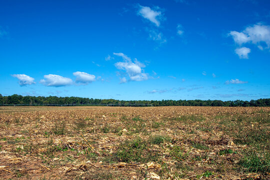 Harvested Field With Corn Stover