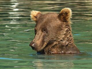 Obraz premium Portrait of a grizzly bear in water in Lake Clark National Park in Alaska,United States,North America 
