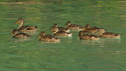 Duck with ducklings in Lake Clark National Park in Alaska,United States,North America
