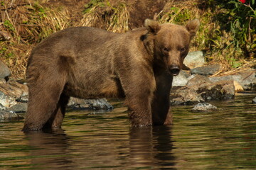 Fototapeta premium Grizzly bear in water in Lake Clark National Park in Alaska,United States,North America 
