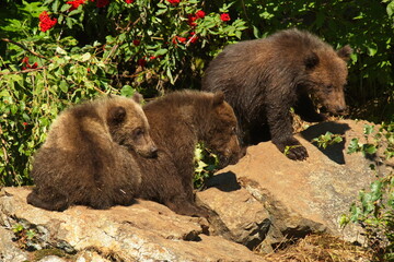 Obraz na płótnie Canvas Three grizzly bear cubs in Lake Clark National Park in Alaska,United States,North America 