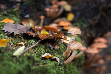 Honey mushrooms. A group of edible mushrooms growing on a stump in the autumn forest.