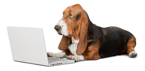 Basset Hound dog with laptop  on background