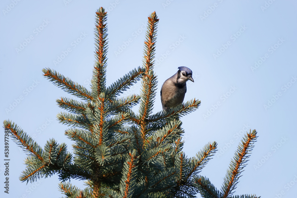 Sticker Blue jay (Cyanocitta cristata) on the Spruce tree