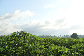 Fototapeta na wymiar Cassava tree growth in farm with blue sky and clouds background