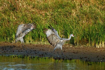 The sandhill crane(Antigone canadensis) . Native American bird a species of large crane of North America 