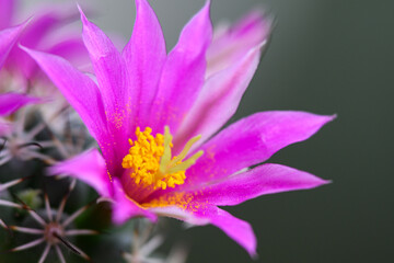Obraz na płótnie Canvas Mammillaria Schumannii cactus pink flower in full bloom.