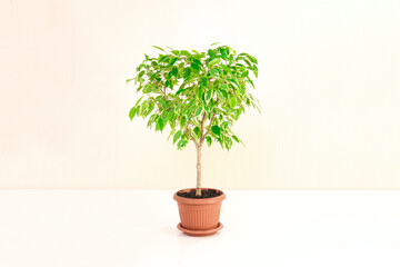 Ficus benjamina, trimmed tree on light background, growing indoor plants, green home decor.
