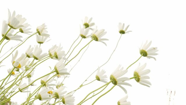 chamomile flower isolated on white background