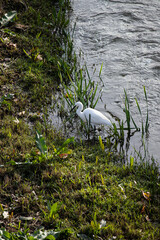 Egret in the wild