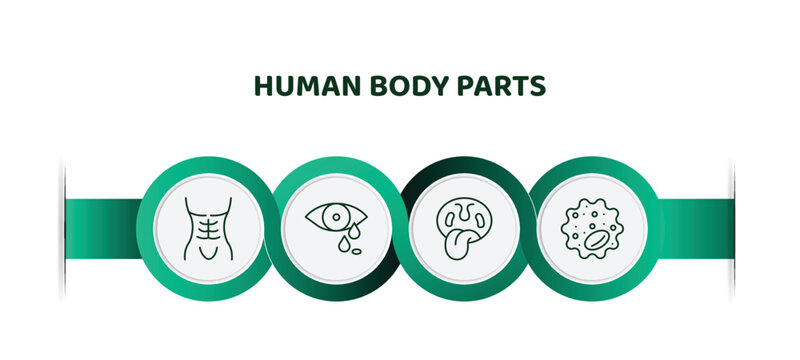 editable thin line icons with infographic template. infographic for human body parts concept. included human abdomen, sweat or tear drop, tonsil, basophil icons.