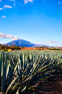 agave for tequila with a volcano in the background, sangang&uuml;ey volcano in tepic nayarit 