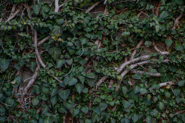 Thick branches of ivy on a stone wall. Green living walls.