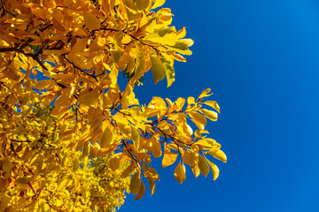 Herbstspaziergang durch den wunderschönen Bergpark Kassel Wilhelmshöhe - Hessen - Deutschland