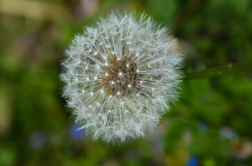 Dandelion