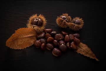 Autumn still life of chestnuts and urchins