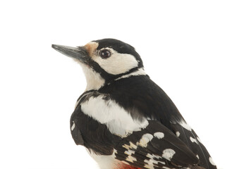 woodpecker portrait isolated on white background