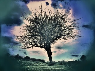 Fototapeta na wymiar alone tree illustration photo