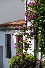 Fototapeta na wymiar Calles adornadas con buganvillas en Estepona, Costa del Sol, Málaga, Andalucía, España