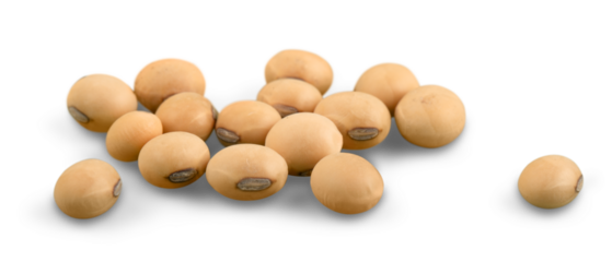 the soya beans on white background