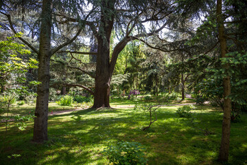 Fototapeta na wymiar Lebanese cedar in a forest