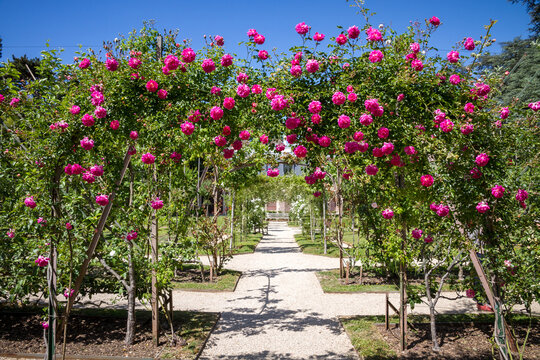 Pergola of roses in a french garden