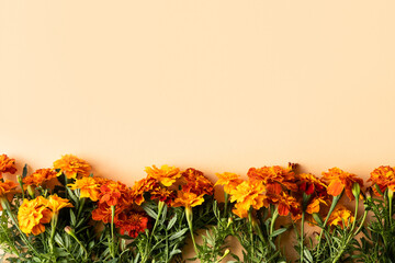 Orange flowers marigolds on an orange background, autumn concept