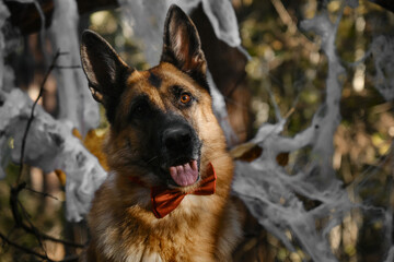 German Shepherd smiling celebrates Halloween in woods. Concept of pets as people. Close up portrait. Happy dog wears red bow tie, decoration spider web in autumn forest park behind.