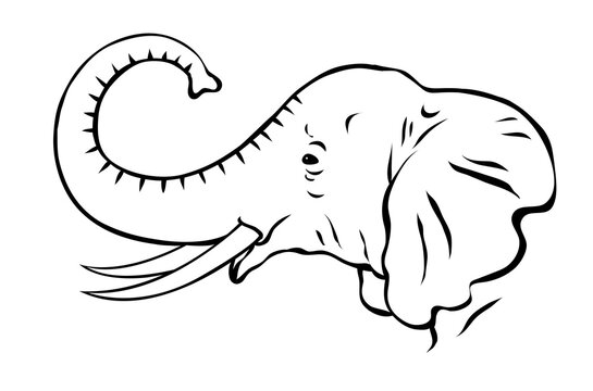 African elephant with tusks. Head portrait. Savannah wild animal. Large herbivorous mammal. Cartoon vector black and white illustration. Hand drawn outline sketch