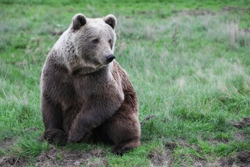 Brown bear in the nature