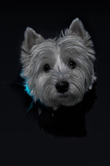 White dog looks out of a hole in the studio black background