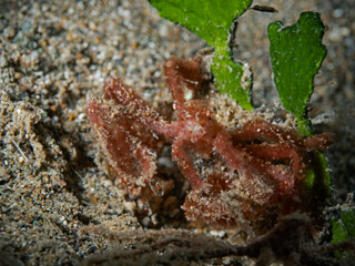 Orangutan cra, Decorator Crab (Oncinopus sp1)