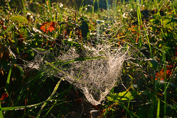 spider web on the grass