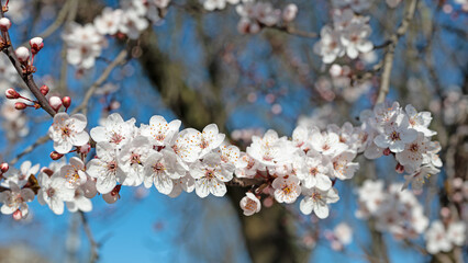 Blühende Wilde Mirabelle, Prunus cerasifera, im Frühling