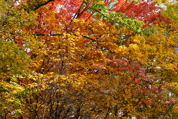 Fall colors on trees in river valley -- yellow, green, red