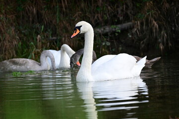 swan on the lake
