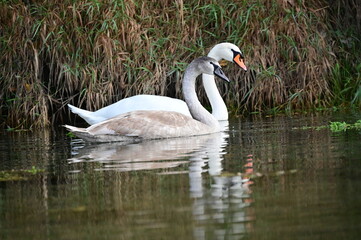 Fototapeta premium swan on the lake
