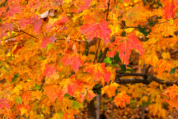 Red and yellow leaves on a tree in autumn