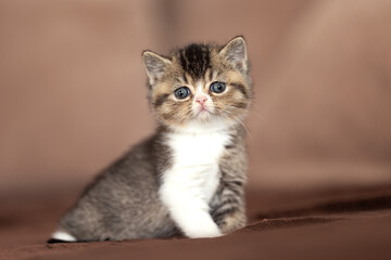 Tabbykitten Britisch Kurzhaar Katzenbaby