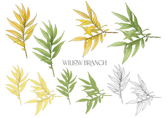 Willow branch. Set of branches with leaves. Isolated vector illustration in colourful and outline.