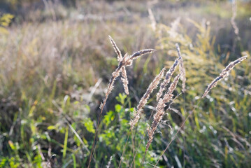 Blurred image of autumn meadow at sunset.