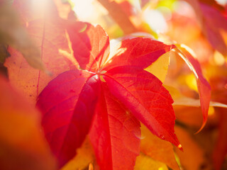 closeup of red and golden autumn leaves