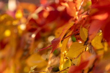 abstract closeup of golden autumn leaves