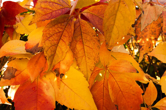 golden autumn leaves closeup in the fall