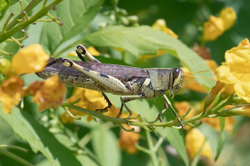 An Obscure bird grasshopper enjoys an esperanza flower at Mitchell Lake Audubon Center near San Antonio, Texas.