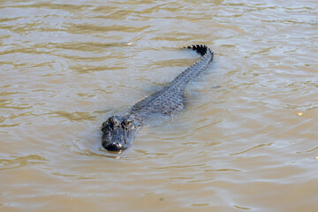 American alligator swimming in the rivers of the Louisiana bayou on a sunny day