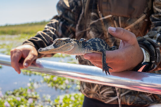 baby alligator held by a hand gets a close up on a sunny day