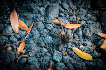 little spider on a ground