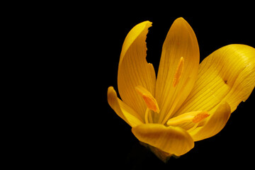 close-up yellow crocus flower on black background