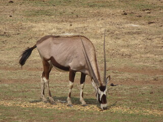 Oryx pastando en la sabana africana, África